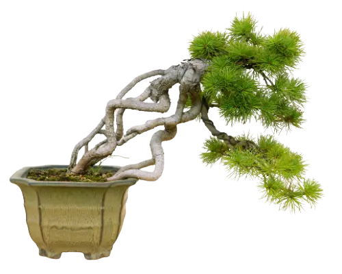 bonsai seep pots