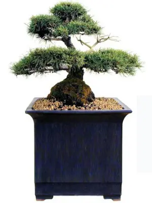 bonsai oversize pots