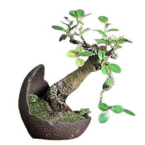 bonsai tricky pots