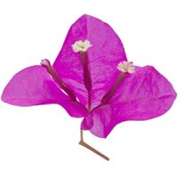 Bougainvillea glabra bract with flower