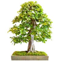European hornbeam Bonsai Carpinus betulus bonsai