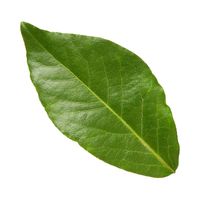 How to grow bay leaf in pot
