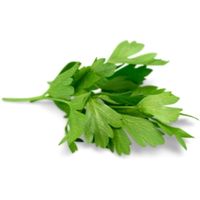 How to grow cilantro in pot