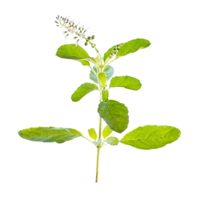 How to grow holy basil in pot