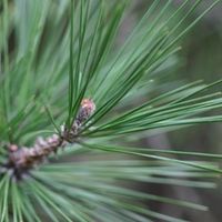 Japanes black pine bonsai tree needles Pinus thunbergii bonsai needles