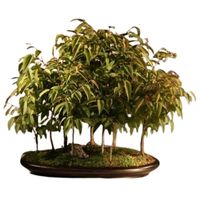 Japanese hornbeam Bonsai Carpinus laxiflora bonsai