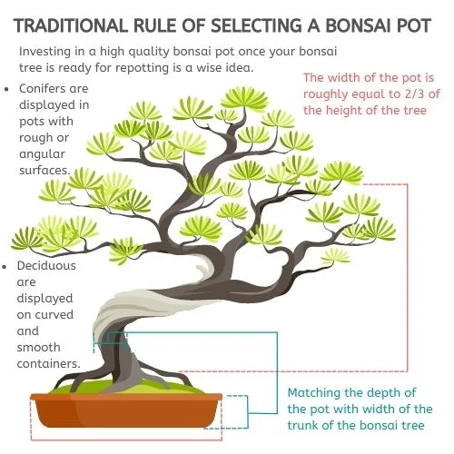 TRADITIONAL RULE OF SELECTING A BONSAI POT