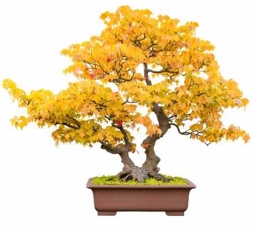 Trident maple bonsai Acer buergerianum bonsai bonsai trident maple