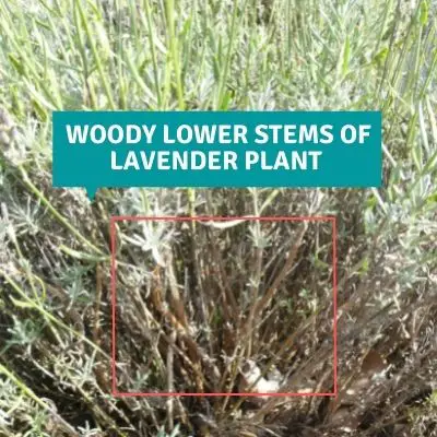 In case lavender plant is not pruned properly in a timely manner, woody lavender stems will occur at the bottom part of the plant.