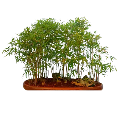 Bamboo bonsai care
