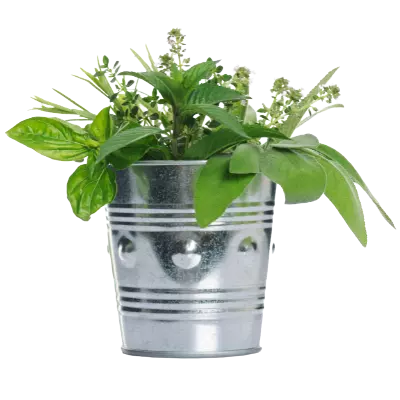 indoor herb garden and growing herb in pots and containers in indoor herb gardening