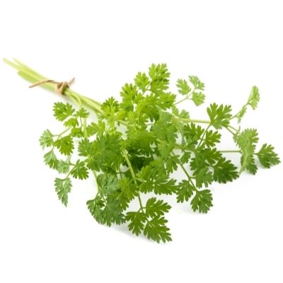 how to grow chervil in container or pot at home for indoor container gardening