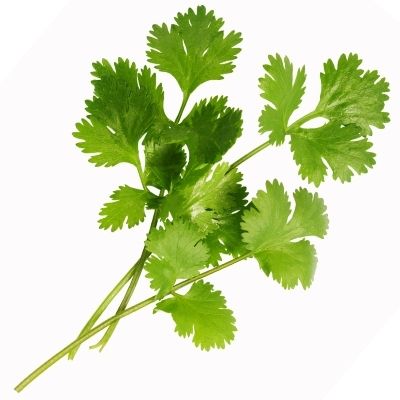 how to grow cilantro in container or pot at home for indoor container gardening
