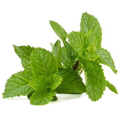 how to grow mint in container or pot at home for indoor container gardening. How to grow mint in pot. 