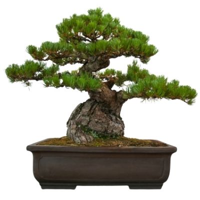 japanese black pine bonsai Pinus thunbergii bonsai