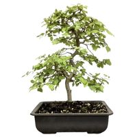 Korean hornbeam Bonsai Carpinus turczaninowii bonsai