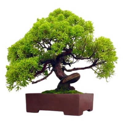 Chinese Juniper bonsai tree Juniperus chinensis bonsai tree