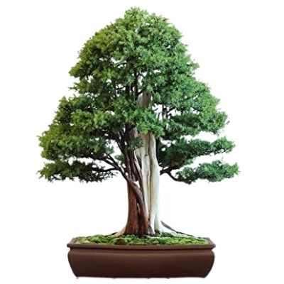 Common Juniper bonsai tree Juniperus communis bonsai tree