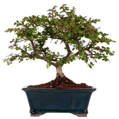Cotoneaster horizontalis bonsai Cotoneaster bonsai 
