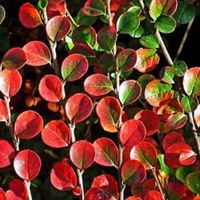 Cotoneaster bonsai tree leaf Cotoneaster bonsai leaf Cotoneaster horizontalis bonsai tree leaf 