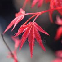 Japanese red maple leaves Deshojo leaves