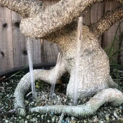 Ficus bonsai tree aerial roots being directed using straws