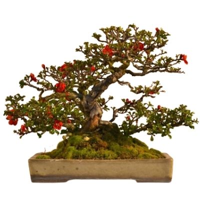 Chaenomeles bonsai tree Flowering Quince bonsai tree 