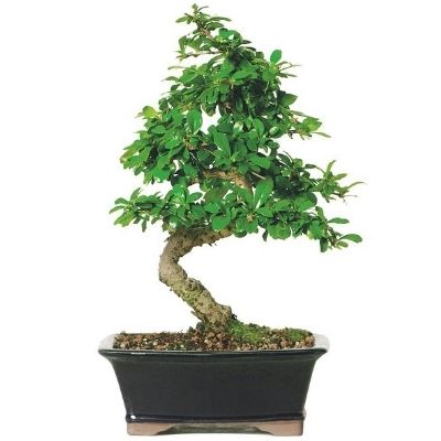 Fukien tea bonsai Carmona microphylla bonsai Carmona bonsai Ehretia buxifolia bonsai Philippine tea bonsai