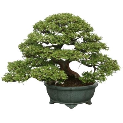 Hinoki Cypress bonsai tree Dwarf hinoki cypress bonsai tree Chamaecyparis bonsai tree 