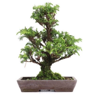 Japanese Cedar bonsai tree Cryptomeria japonica bonsai tree