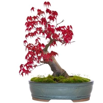 Chishio bonsai tree Deshojo bonsai tree japanese red maple bonsai tree 