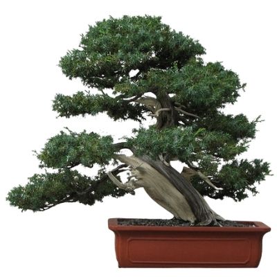 Needle juniper bonsai tree Juniperus rigida bonsai tree temple juniper bonsai tree Tosho bonsai tree