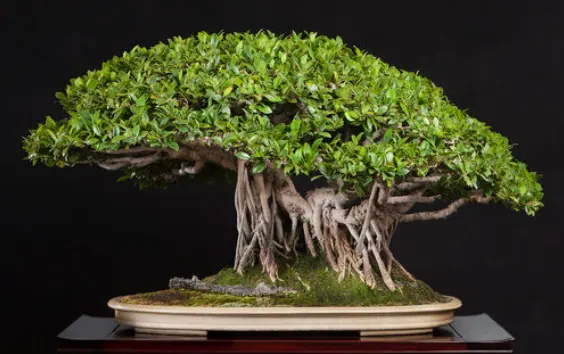 Ficus bonsai tree with aerial roots