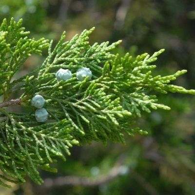 Chinese Juniper bonsai tree leaves and fruits