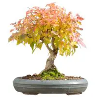 Amur maple bonsai tree care