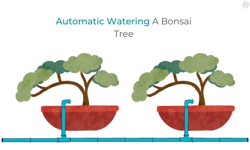 automatic watering a bonsai tree
