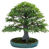 Beech bonsai tree care