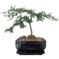 Black olive bonsai tree care