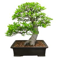 Chinese Hackberry bonsai tree care