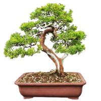 Chinese Juniper bonsai tree care