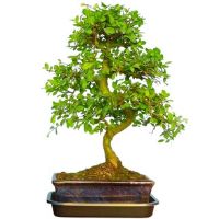 Chinese Privet bonsai tree care
