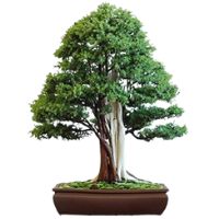 Common Juniper bonsai tree care