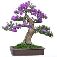 Crepe Myrtle bonsai tree care