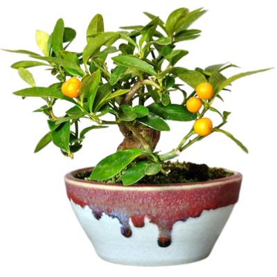 Dwarf kumquat bonsai tree Fortunella hindsii bonsai tree hongkong kumquat bonsai tree
