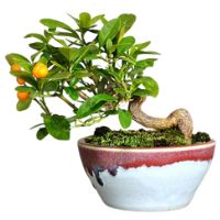 Dwarf kumquat bonsai tree care