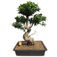 Ficus bonsai tree care