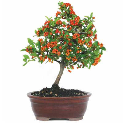 Firethorn bonsai tree Pyracantha bonsai tree