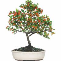 Firethorn bonsai tree care