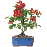 Flowering Quince bonsai tree care