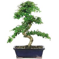 Fukien tea bonsai tree care